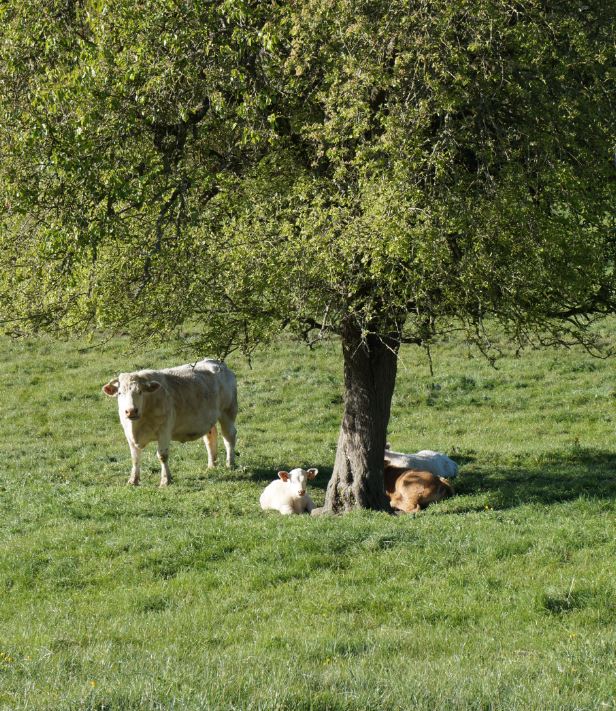 association-boeuf-fermier-du-maine